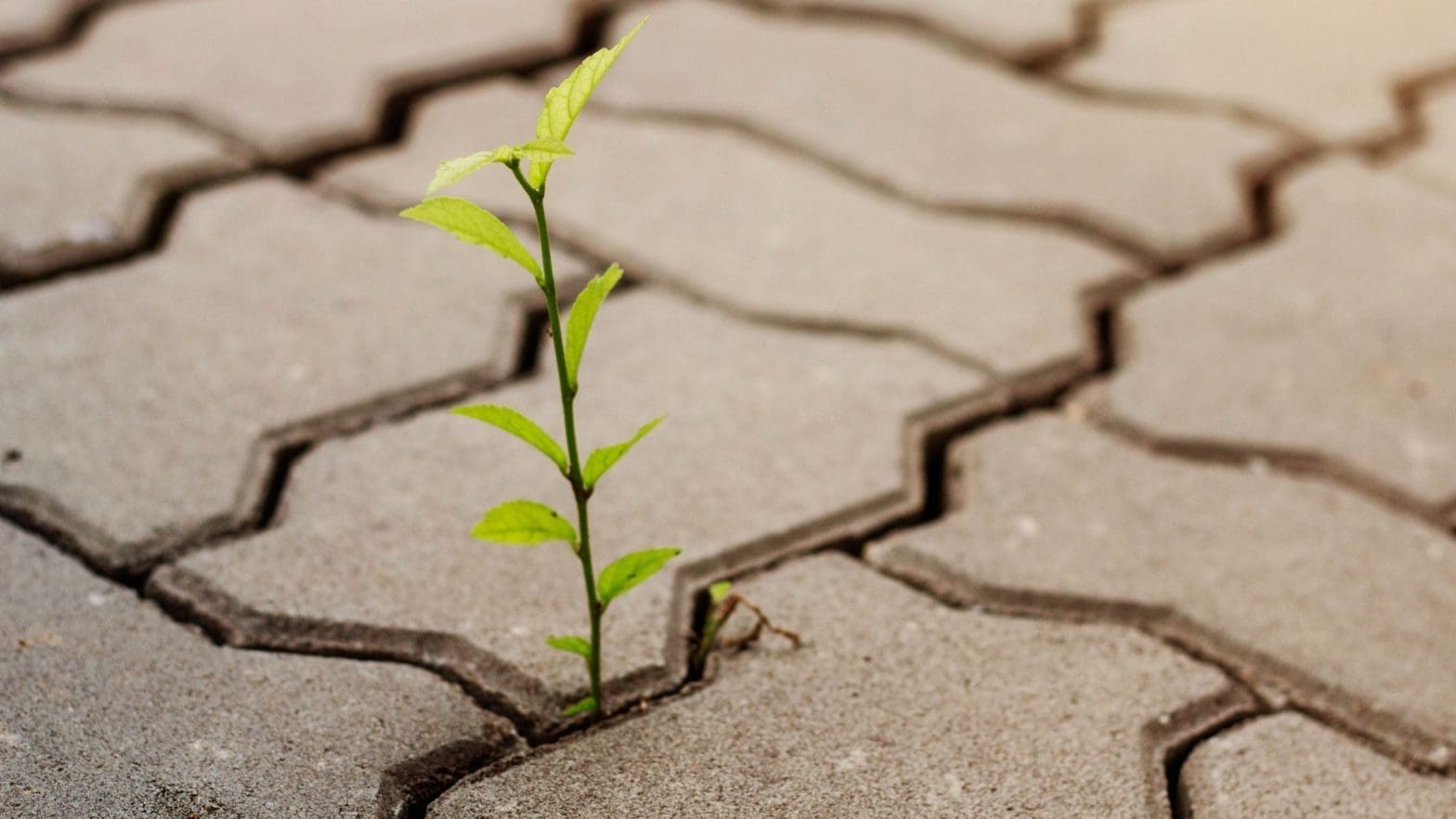 
			Closing the Adaptability Gap to Drive Long-Term Business Growth